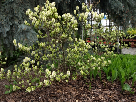 Fotergilla większa (Fotergilla major)